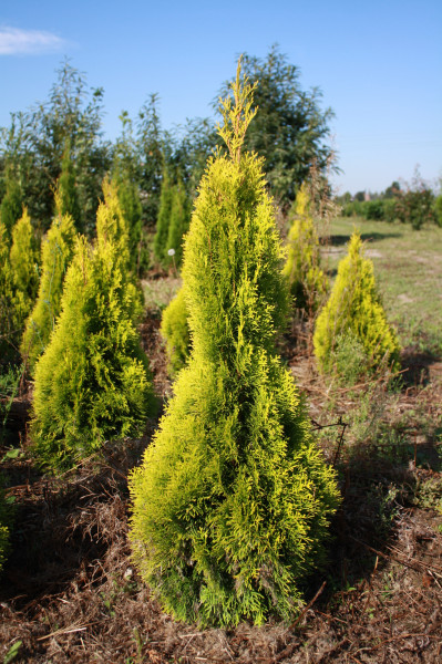 Thuja Golden Smaragd - Größe 100/120 cm - Ballenware Premium