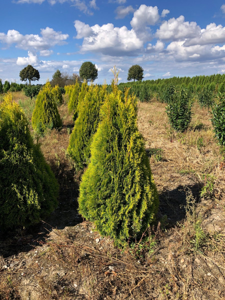 Thuja Golden Smaragd - Größe 120/140 cm - Premium Ballenware