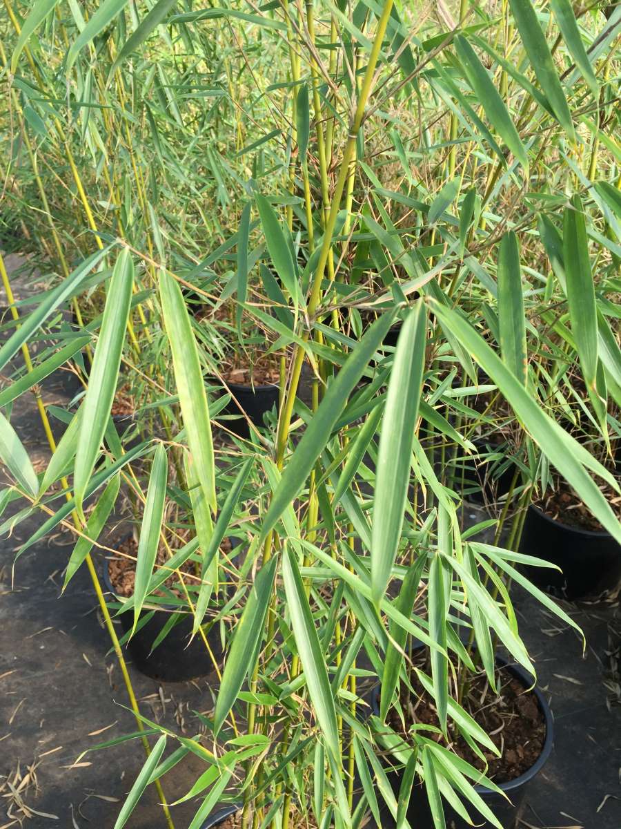 Fargesia robusta Campbell | Pflanzenhof Moosheide