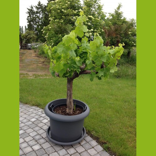 Weinrebe - Gesamthöhe 100/140 cm - Stammumfang 20-30 cm