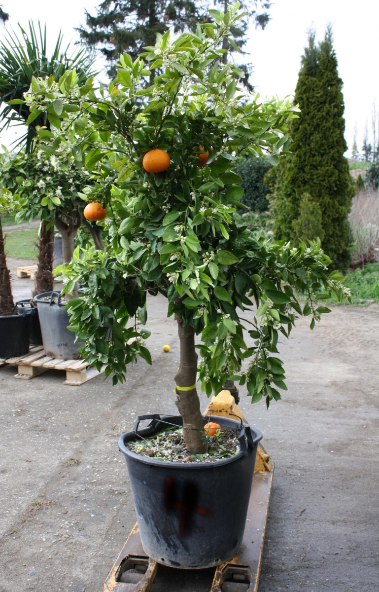Mandarinenbaum | Pflanzenhof Moosheide