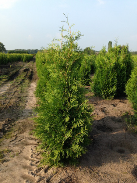 Thuja Martin - Größe 140/160 cm - Premium Ballenware