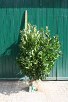 Vorschau: Kirschlorbeer Etna - Größe 120/140 cm - Premium Ballenware Vorschau: Kirschlorbeer Etna - Größe 120/140 cm - Premium Ballenware