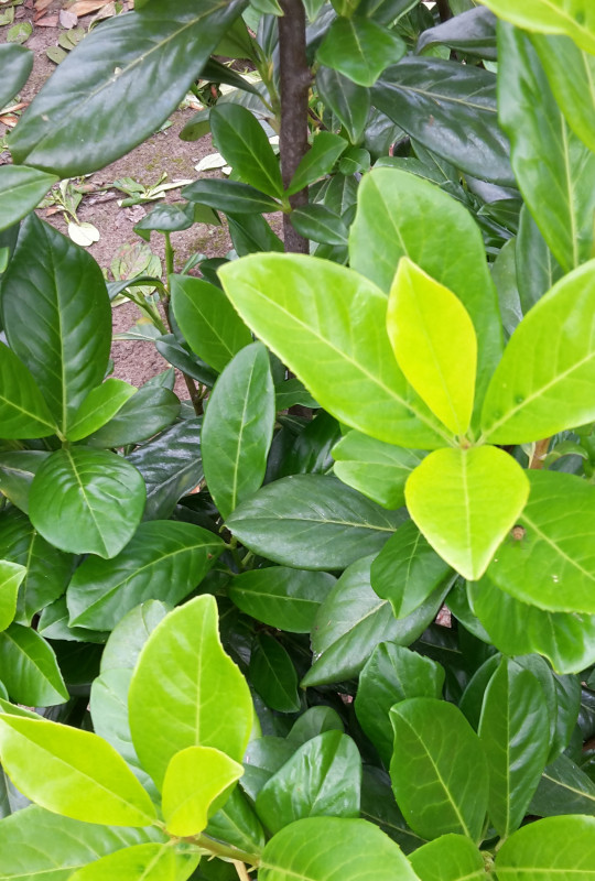 monstera adam sony Monstera adansonii – Diameter Plants main image 1