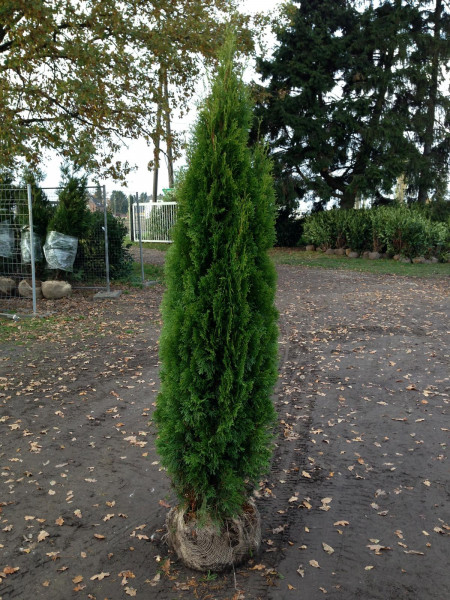 Thuja Smaragd XXL - Größe 200/220 cm - Premium Ballenware