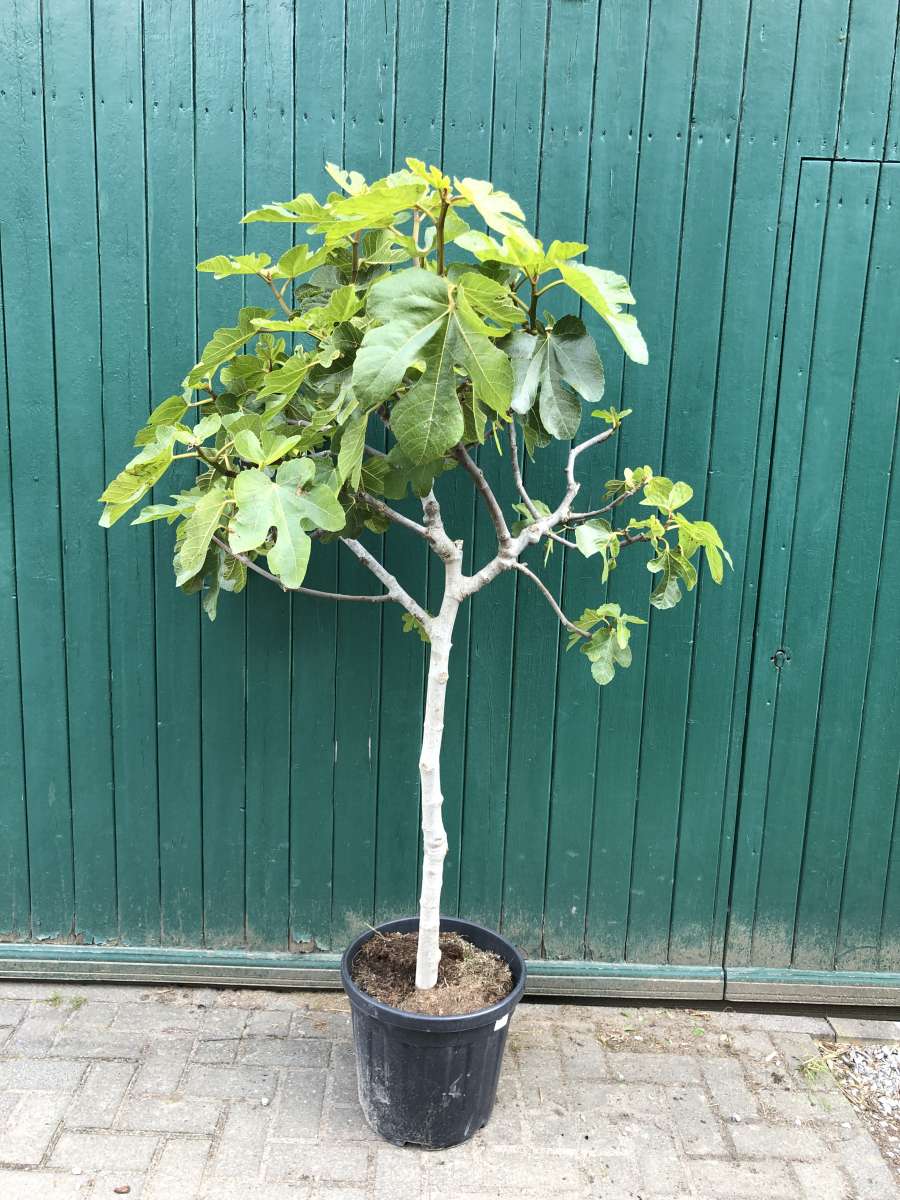Feigenbaum kaufen Pflanzenhof Moosheide