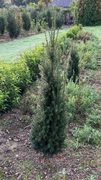 Eibe Taxus Media Hillii - Größe 60/80 cm - Premium Ballenware