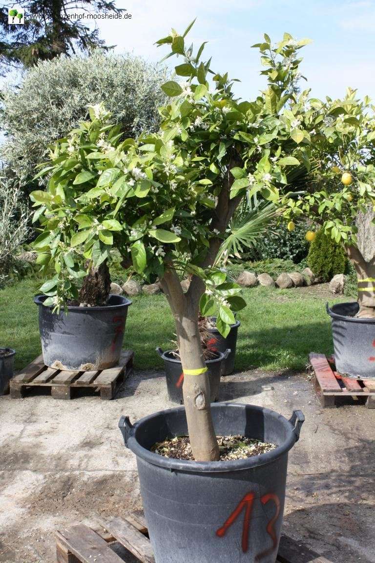 japanese maple bonsai tree acer palmatum Acer palmatum Katsura bonsai No.1 – Bonsai Lab