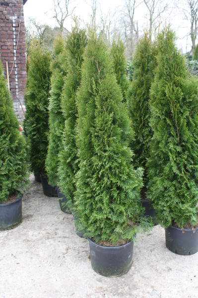 Thuja Smaragd - Größe 140/160 cm - Containerware - Premium