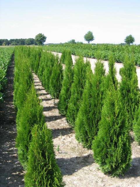 Thuja Smaragd | Pflanzenhof Moosheide