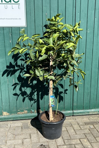 Limette - Limettenbaum 10-20 cm Stammumfang