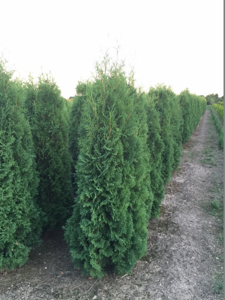 Thuja Malonyana XXL - Größe 200/220cm - Premium Ballenware