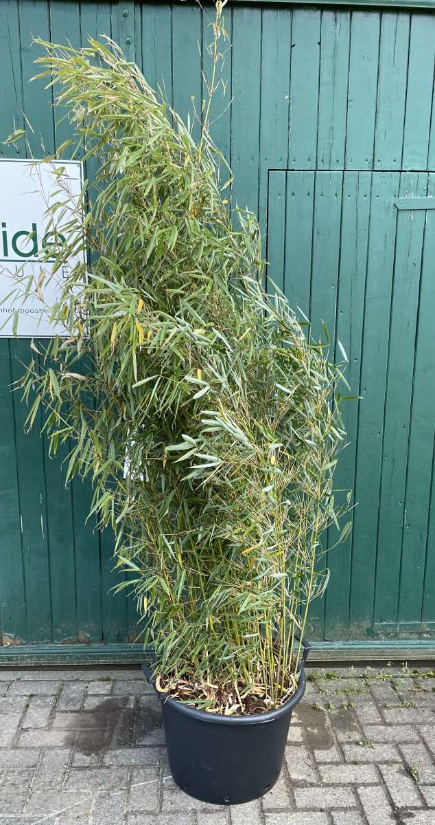Fargesia Robusta Campbell | Pflanzenhof Moosheide