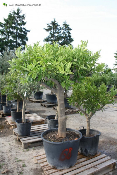 Orangenbaum 40-60 cm Stammumfang