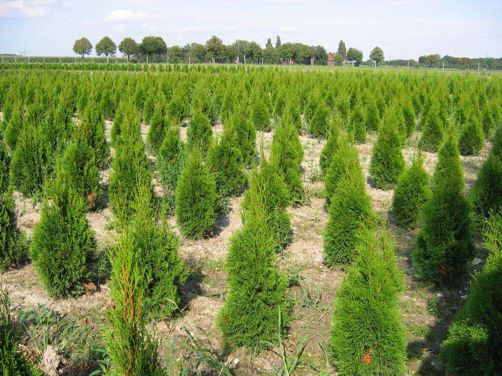 Thuja Smaragd | Pflanzenhof Moosheide