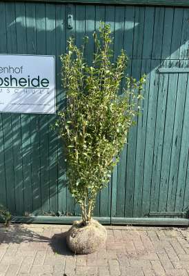 dünger für philodendron Jetzt Palmen- & Grünpflanzendünger main image 0