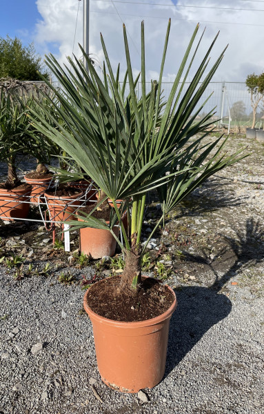 Trachycarpus fortunei Mini - Stammhöhe 10-20 cm, Gesamthöhe 100 cm