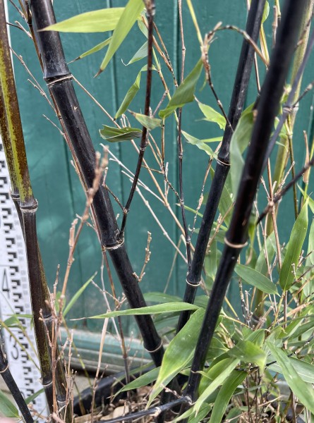 Phyllostachys nigra 200/225 (45 Liter Container) Bambus-Copy