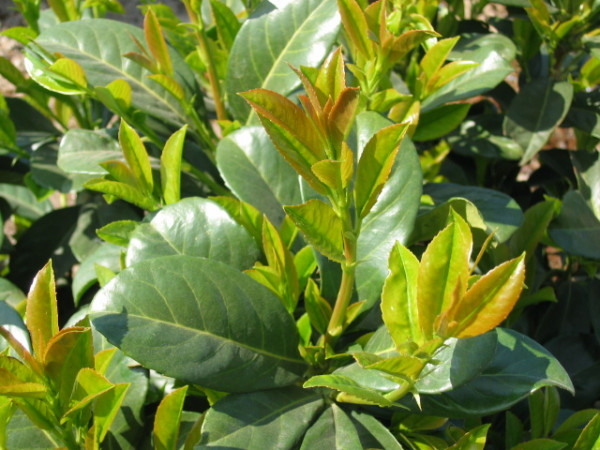 Kirschlorbeer Etna - Größe 120/140 cm - Premium Ballenware