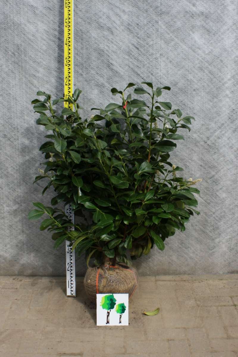 monstera adansonii 'archipelago Wholesale 10x Monstera Adansonii Variegated Japan – Okanoka main image 0