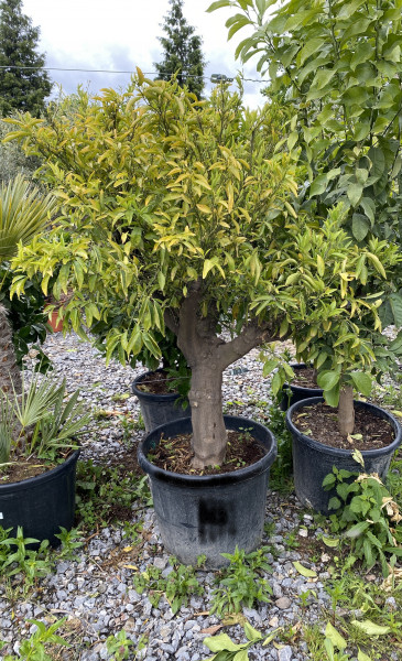 Mandarine Mandarinenbaum 40-60 cm Stammumfang