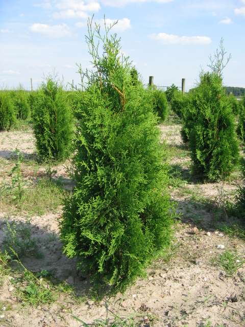 Thuja Malonyana | Pflanzenhof Moosheide