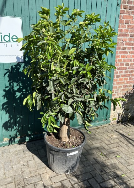 Limette - Limettenbaum 40-60 cm Stammumfang