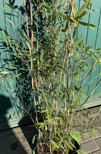 Fargesia nitida Winterjoy - Größe 175/200 cm - 45 Liter Container