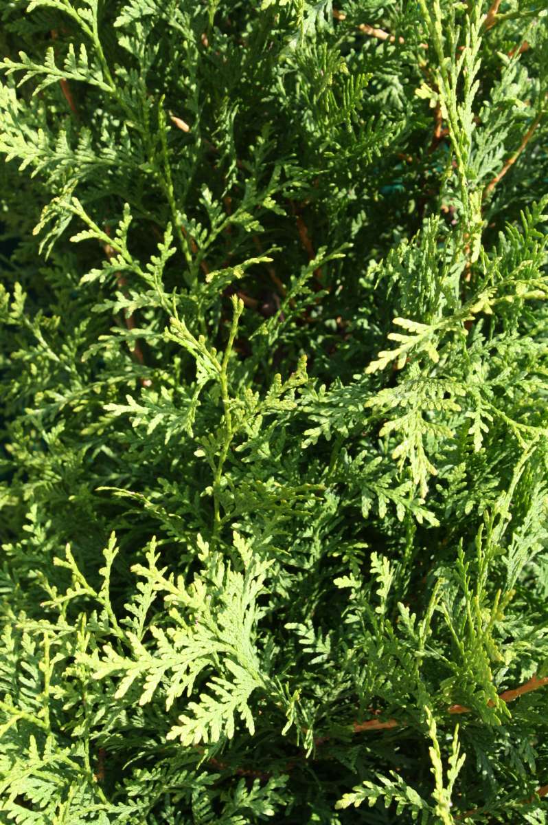 Thuja Brabant - online bestellen | Pflanzenhof Moosheide