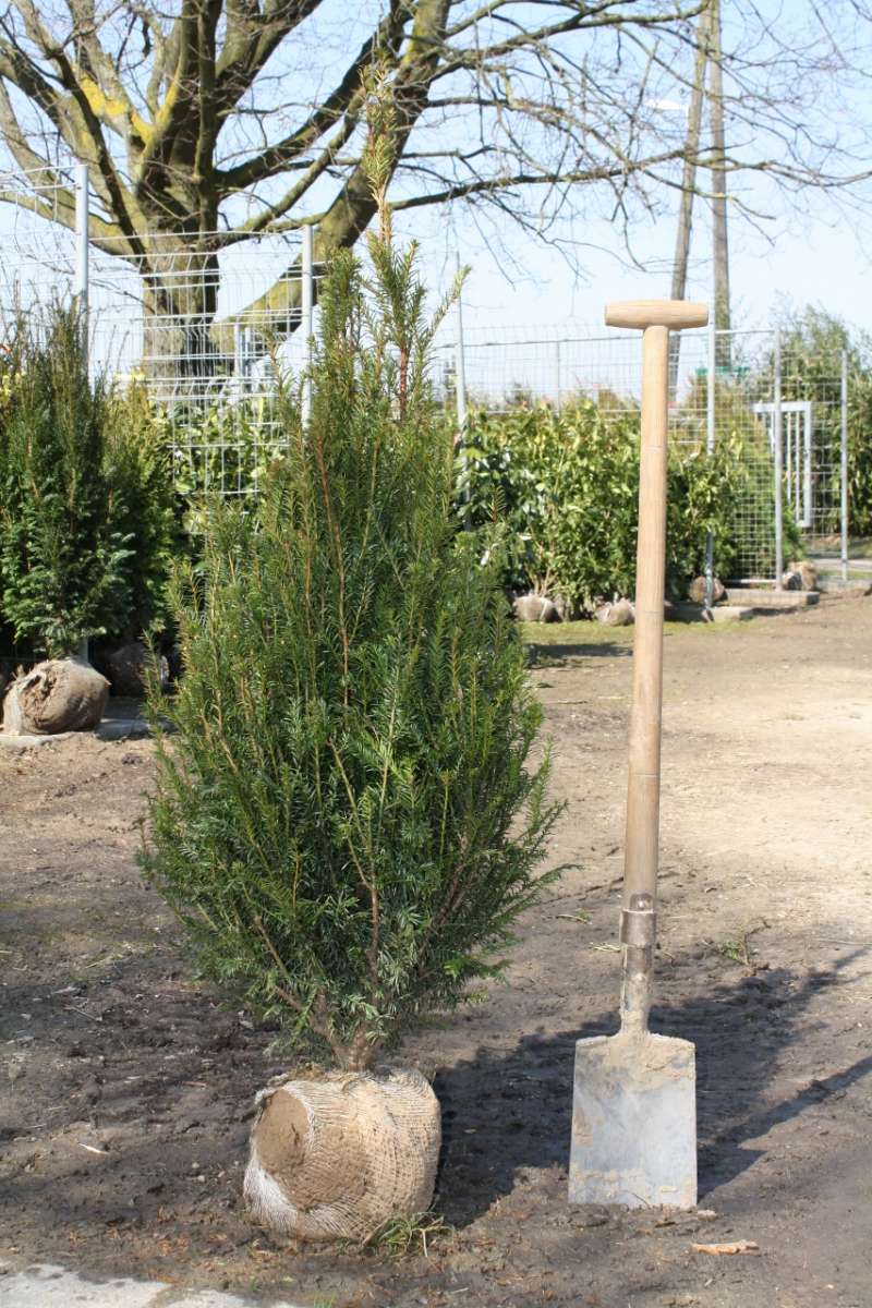 Heimische Eibe Taxus baccata Eiben Taxus Heckenpflanzen