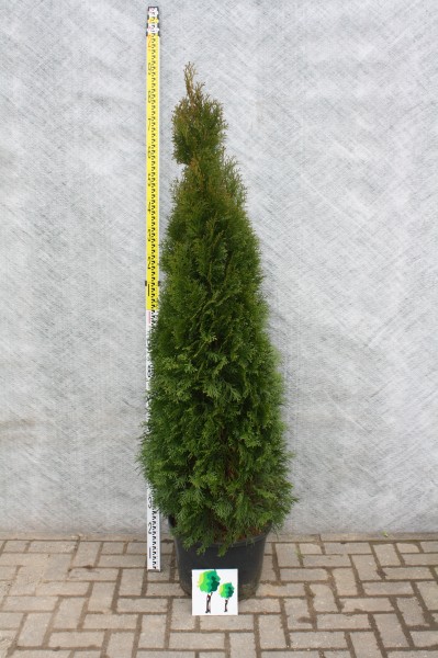 Thuja Smaragd - Größe 120/140 cm - Containerware - Premium