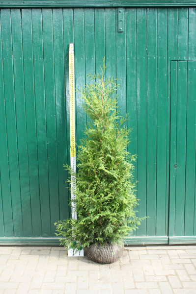 Thuja Brabant - Größe 120/140 cm - Premium Ballenware