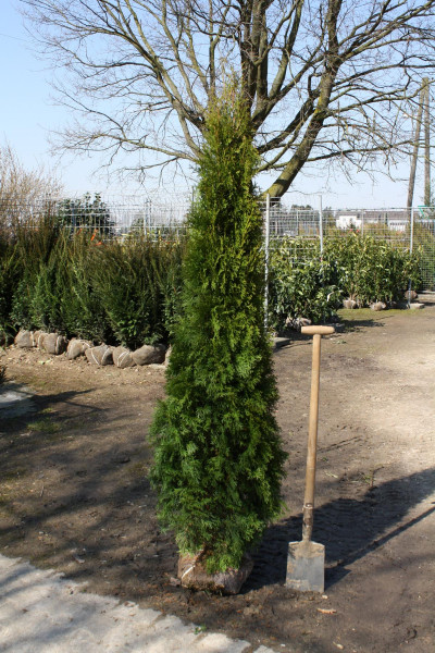 Thuja Smaragd - Größe 180/200 cm - Premium Ballenware