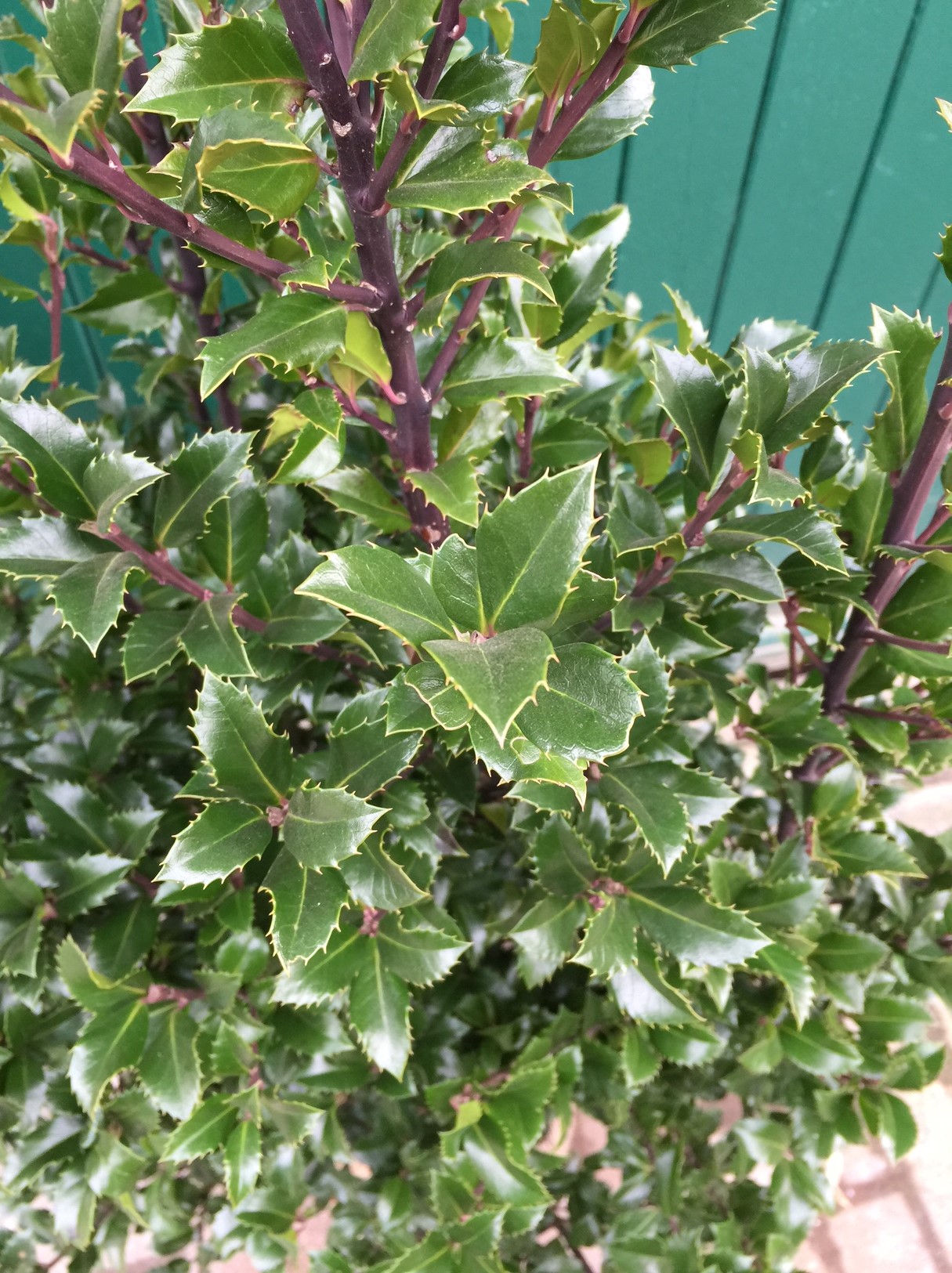 Ilex Meserveae Heckenstar Stechpalme Ilex Meserveae Heckenpflanzen ilex-meserveae-heckenstar-stechpalme-ilex-meserveae-heckenpflanzen