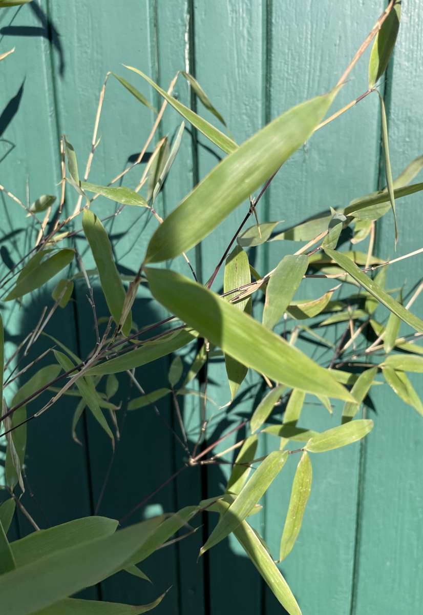 apple cactus Cereus repandus f. monstrose main image 0