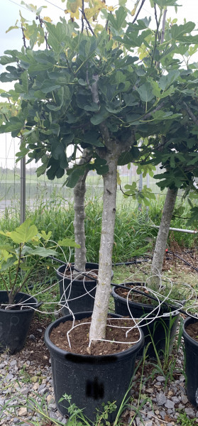 Feigenbaum Stammumfang 20-30 cm