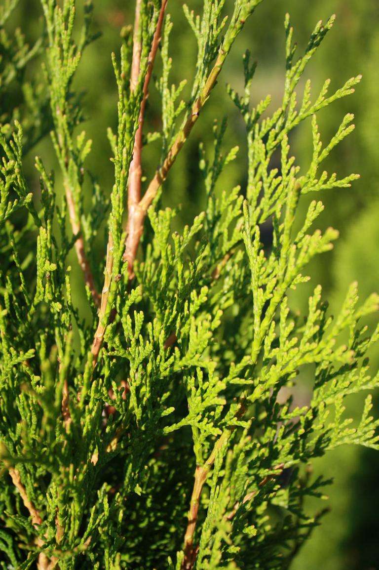 thuja 4 meter Direct Gardening Green Giant Arborvitae Tree Live Evergreen Shrub, 3-Gallon Potted Plant, 3' to 4' Tall, 3 Pack main image 0