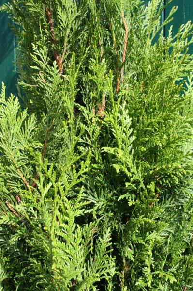 Thuja Martin - Größe 80/100 cm - Premium Ballenware