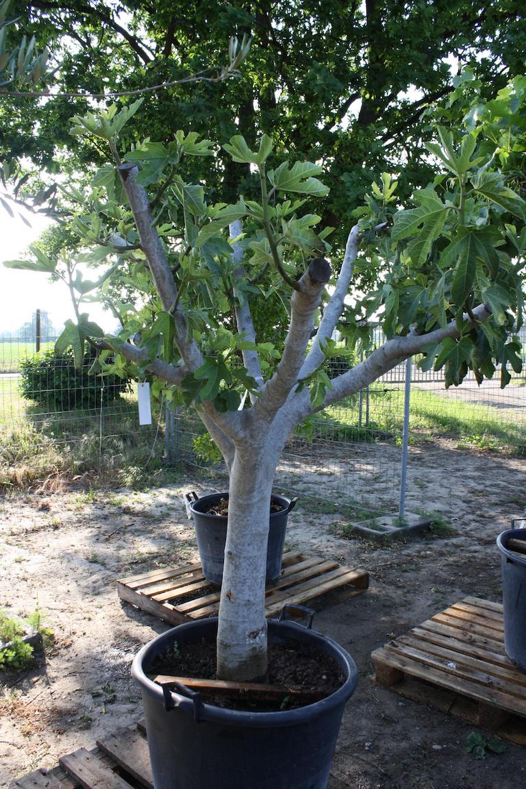 Feige - Ficus Carica - Mediterrane Pflanze