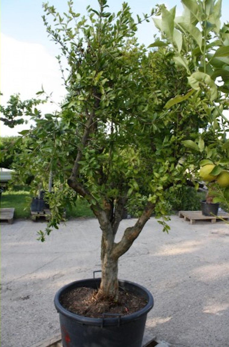 Granatapfel - Punica Granatumt - Mediterrane Pflanze