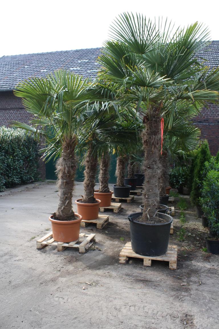 Palme - Trachycarpus Fortunei