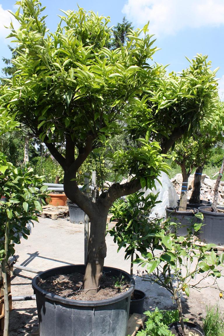Mandarine - Citrus Reticulata - Mediterrane Pflanze