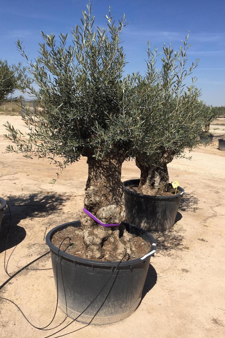 Olive - Olea Europaea - Mediterrane Pflanze